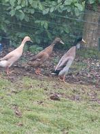 Loopeenden 2025, Plusieurs animaux, Canard