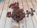 Siernetel 2€ nog andere beschikbaar, Huis en Inrichting, Kamerplanten, Ophalen