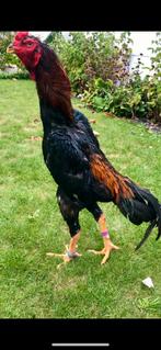 Shamo haan, Dieren en Toebehoren, Kip