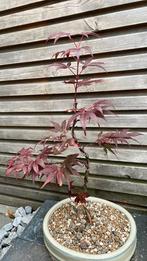 Bonsai starter Acer Palmatum, Tuin en Terras, Planten | Bomen, Ophalen