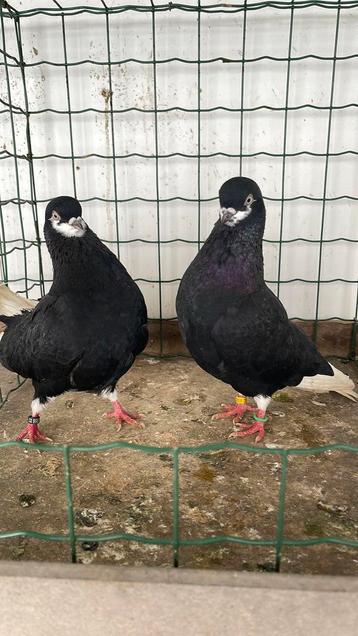 Sierduiven, Dieren en Toebehoren