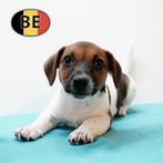 Energieke en slimme Jack Russell pups (reutjes), Dieren en Toebehoren, België, Jack Russell Terriër, CDV (hondenziekte), 8 tot 15 weken