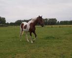 Pinto ruin ( halve stal of eventueel te koop), Dieren en Toebehoren, Paarden, Gechipt, Minder dan 160 cm, Ruin, Niet van toepassing