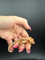 Red base lilly white wimpergekko, Dieren en Toebehoren