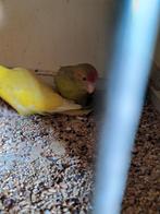 Kakarikies, Dieren en Toebehoren