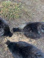 Zijdehoen haantjes/GEVACCINEERD, Dieren en Toebehoren, Pluimvee