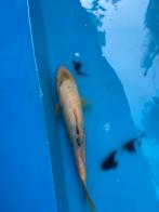 Gratis 30 cm koi, Dieren en Toebehoren, Karper of Koi