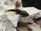 Ancistrus algeneter, Vis, Zoetwatervis