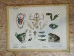 Vintage biologie poster kikker, Ophalen, Natuur en Biologie