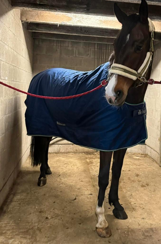 Bucas smartex Rain, Animaux & Accessoires, Chevaux & Poneys | Couvertures & Couvre-reins, Comme neuf, Couverture, Couverture, Enlèvement ou Envoi