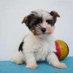 Biewer Yorkshire (reutje) Belgische puppy te koop, Dieren en Toebehoren, Yorkshire Terriër, België, CDV (hondenziekte), 8 tot 15 weken