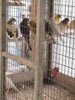 Kanaries, Dieren en Toebehoren, Vogels | Kanaries