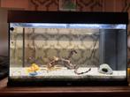 Aquarium Juwel Rio 125 (occasion), kit complet avec access, Dieren en Toebehoren, Ophalen, Gebruikt, Gevuld zoetwateraquarium