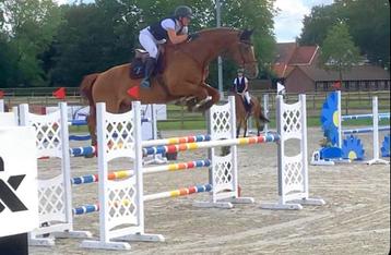 Braaf springpaard te koop, Cheval de saut