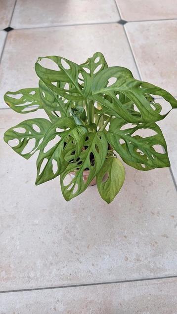 Monstera adansonii  beschikbaar voor biedingen