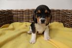beagle pups, Dieren en Toebehoren, Honden | Beagles, Bassets en Lopende honden, Meerdere, 8 tot 15 weken, Meerdere dieren, België