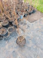 hortensia annabelle en andere soorten aan 1,50 euro/stuk, Vaste plant, Halfschaduw, Zomer, Ophalen