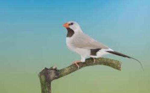 koppels Topaas spitsstaart amadines, Dieren en Toebehoren, Vogels | Overige Vogels