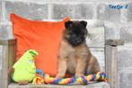 Prachtige Tervuerense Herder pupjes, Parvo, België, 8 tot 15 weken, Meerdere