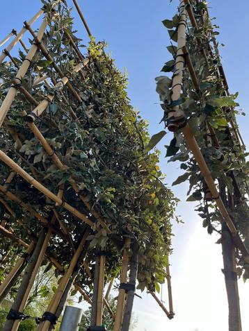 Steeneiken quercus ilex leibomen en hoogstam bomen beschikbaar voor biedingen