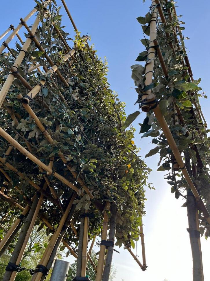 Steeneiken quercus ilex leibomen en hoogstam bomen, Tuin en Terras, Planten | Bomen, Ophalen of Verzenden