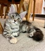 Prachtige Maine Coon poes, Poes, Gechipt, 0 tot 2 jaar