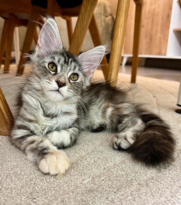 Prachtige Maine Coon poes, Dieren en Toebehoren, Katten en Kittens | Raskatten | Langhaar, Poes, 0 tot 2 jaar, Met stamboom, Gechipt