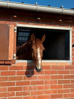Beloftevol 6-jarig springpaard, Dieren en Toebehoren, Paarden, Springpaard