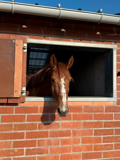 Beloftevol 6-jarig springpaard, Dieren en Toebehoren, Paarden, Springpaard