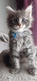 Maine coon kittens, Meerdere dieren, Gechipt, 0 tot 2 jaar