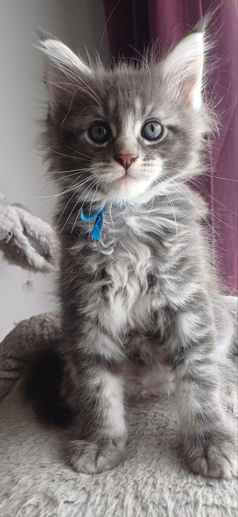 Prachtige maine coon kittens, Dieren en Toebehoren, Katten en Kittens | Raskatten | Korthaar, Meerdere dieren, 0 tot 2 jaar, Gechipt