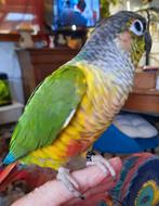 Conure molinae(pyrrhura) apprivoisés( eam), Dieren en Toebehoren, Vogels | Parkieten en Papegaaien