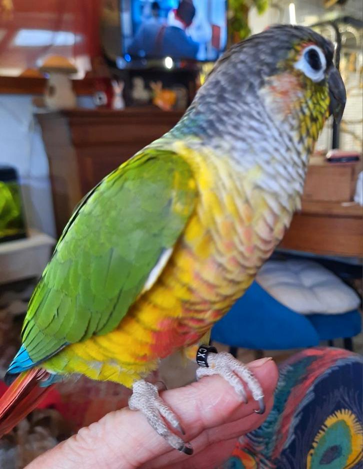 Conure molinae(pyrrhura) apprivoisés( eam), Dieren en Toebehoren, Vogels | Parkieten en Papegaaien