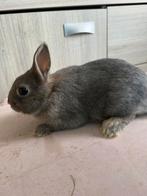 Dwergkonijntje voedster, Femelle, Nain, 0 à 2 ans