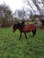 Mooie merrie, Dieren en Toebehoren, Paarden, Merrie
