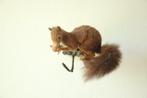 Taxidermie opgezette eekhoorn, Ophalen of Verzenden, Gebruikt, Opgezet dier