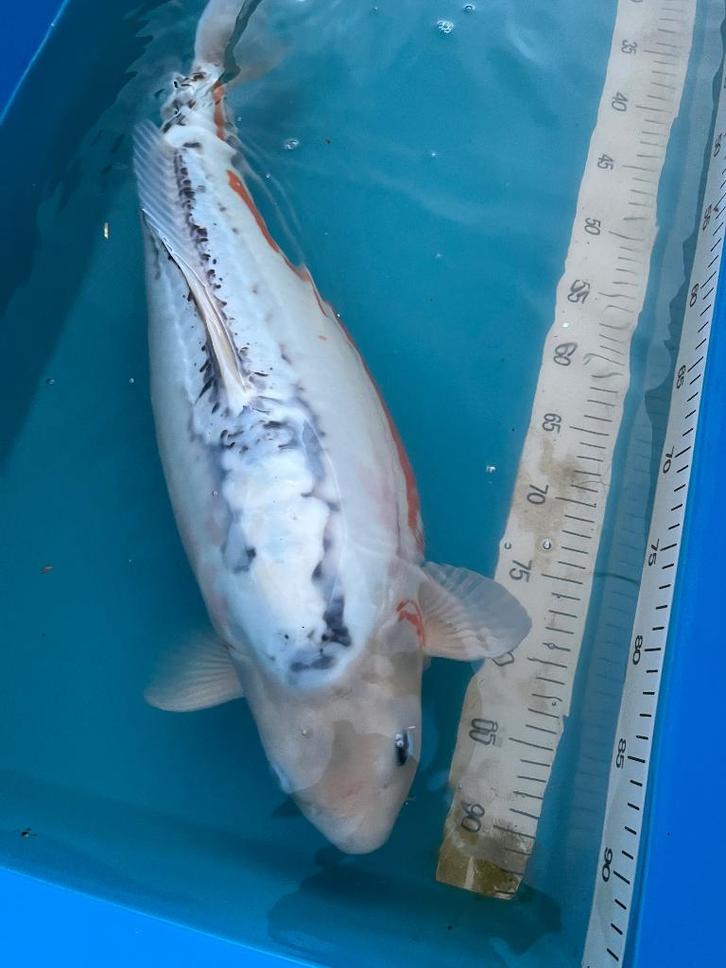 Zeer forse Jumbo Shusui 60-65cm. DEZE WEEK 70€!, Dieren en Toebehoren, Vissen | Vijvervissen, Karper of Koi