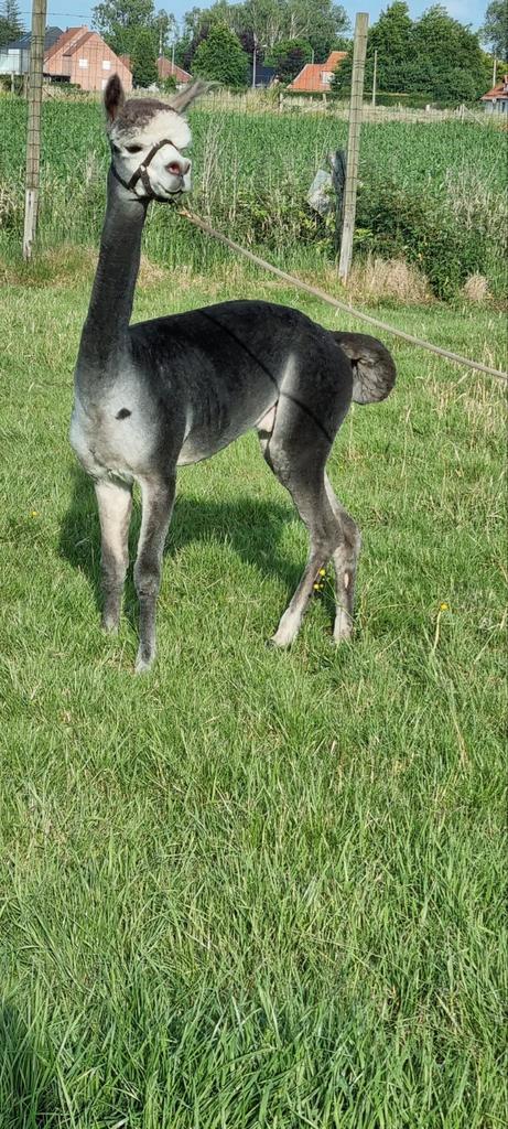 Alpaca professionele  scheerder 20 jaar ervaring, Dieren en Toebehoren, Overige Dieren