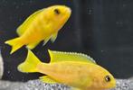 Chidonga saulosi malawi cichliden, Dieren en Toebehoren, Vissen | Aquariumvissen, Vis, Zoetwatervis
