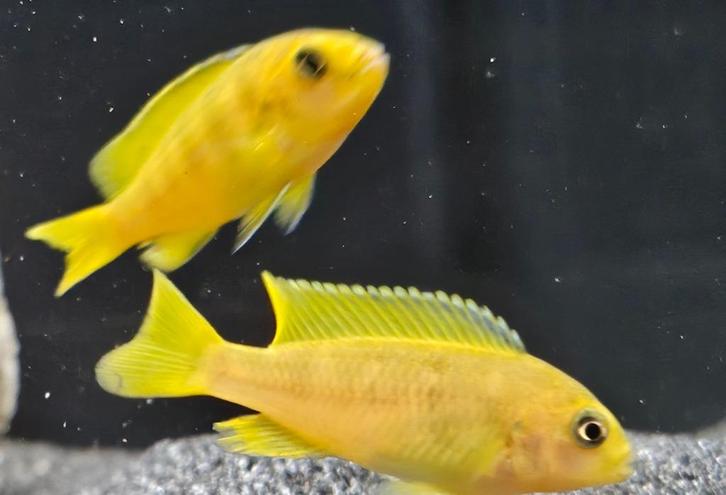 Chidonga saulosi malawi cichliden, Dieren en Toebehoren, Vissen | Aquariumvissen, Zoetwatervis, Vis
