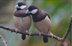 Timor rijstvogels, Dieren en Toebehoren, Vogels | Overige Vogels, Meerdere dieren, Tropenvogel, Geringd