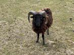 Ouessant bok 3 jaar, Dieren en Toebehoren, Schapen, Geiten en Varkens