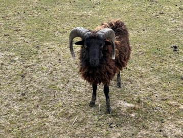 Ouessant bok 3 jaar