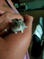 Russische dwerghamster met kooi, Dieren en Toebehoren, Knaagdieren, Hamster, Mannelijk, Mei, Tam