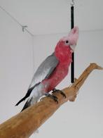 Kaketoe, Dieren en Toebehoren, Tam