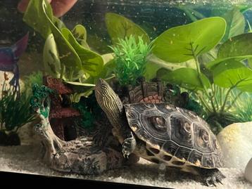 2 schildpadden te koop, Tortue, Domestique, 0 à 2 ans