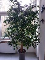 Ficus Beniamina, Huis en Inrichting, Kamerplanten, Ficus, 200 cm of meer, Halfschaduw, In pot