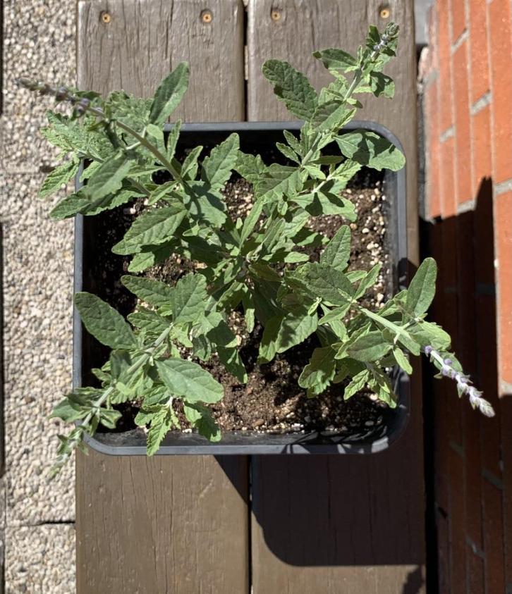 Perovskia 'Blue Spire', Tuin en Terras, Planten | Struiken en Hagen, Overige soorten, Ophalen