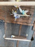 Grasparkieten en valkparkiet, Dieren en Toebehoren, Vogels | Parkieten en Papegaaien