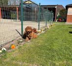 Chiots caniches nains, 15 semaines à 1 an, Étranger, Caniche, Parvovirose